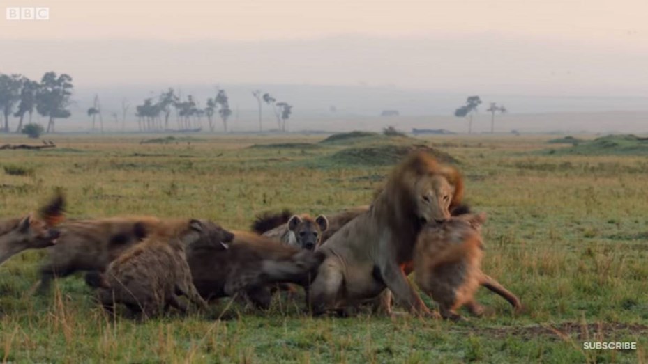 Video conmovedor: un león salvó a su amigo de ser devorado por hienas -  Telefe Noticias