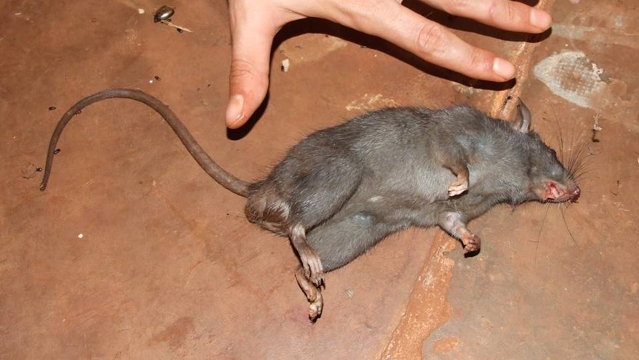 Ratas Portenas Los Barrios Con Mas Denuncias Telefe Noticias