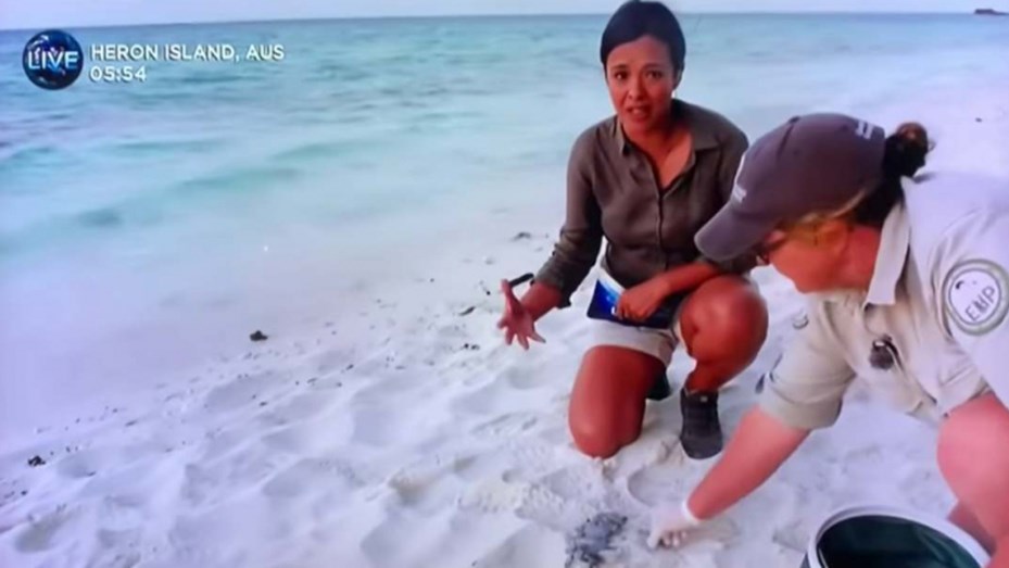 Liberaron a una tortuga en peligro de extinción y una gaviota se la comió antes de llegar al mar Resultado de imagen para liberaron a una tortuga en peligro de extinción y una gaviota se la comió al instante