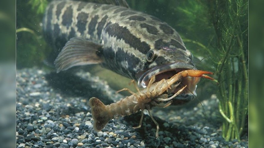 pez cabeza de serpiente del norte en tierra