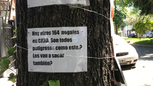 Demoran a vecina que se encadenó para resistir la tala del árbol de su vereda - Telefé Noticias