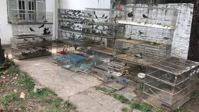 Trasladaron a la Granja de la Esmeralda 300 especies protegidas de aves decomisadas - Telefe Santa Fe