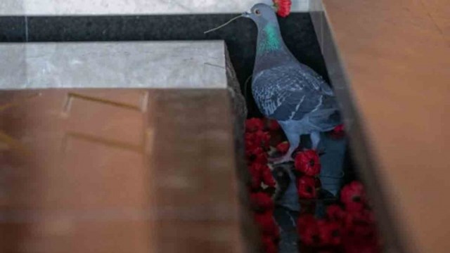 Fotos: la paloma que "roba" flores de las tumbas de soldados para construir su nido - Telefé Noticias