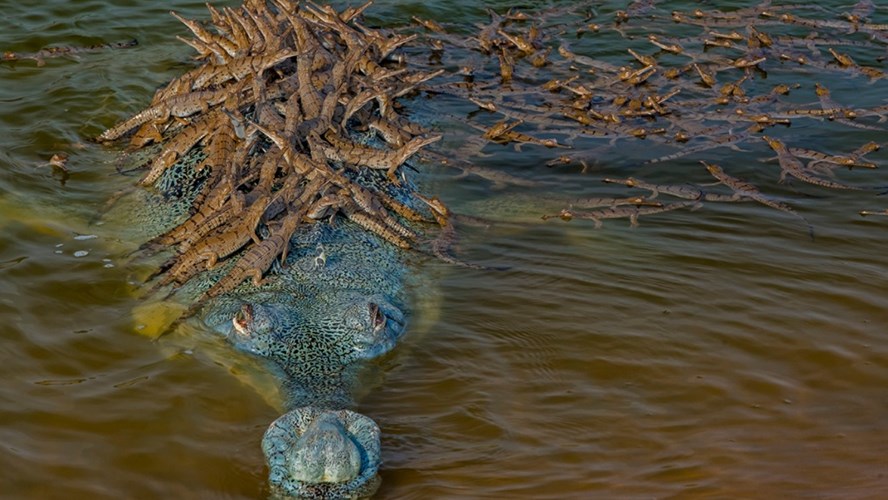 Captan la imagen de un cocodrilo en peligro de extinción con más de 100  crías encima - Telefe Noticias