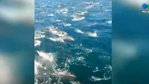 Cientos De Delfines Cerca De Mar Chiquita Ha Traido Mucha Alegria A Quienes Amamos La Naturaleza Telefe Mar Del Plata
