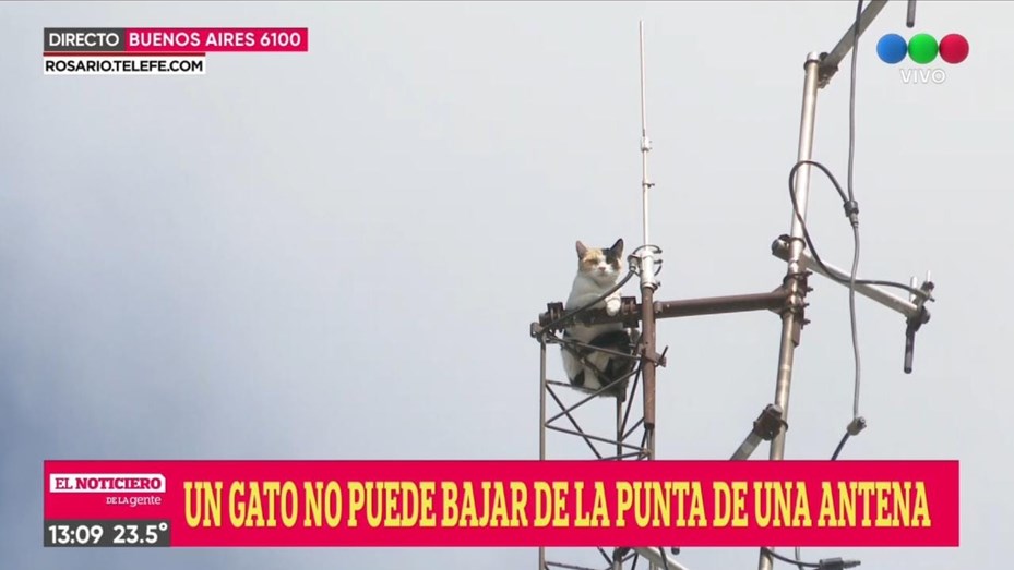 presentación quiero Hablar con Desesperado pedido de rescate por una gata que se subió a una antena y no  puede bajar - Telefe Rosario