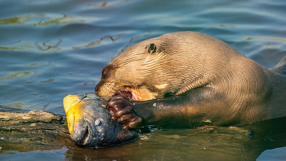 nutria
