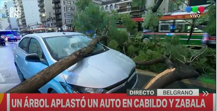 metrobus-arbol