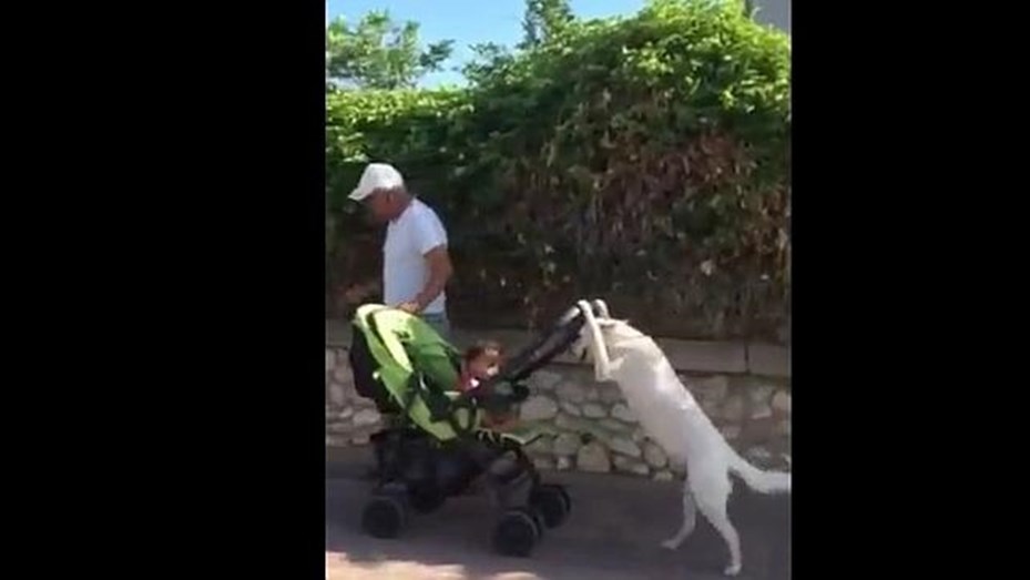 El Increible Video Del Perro Ninera Que Pasea El Cochecito De Un Bebe Telefe Noticias
