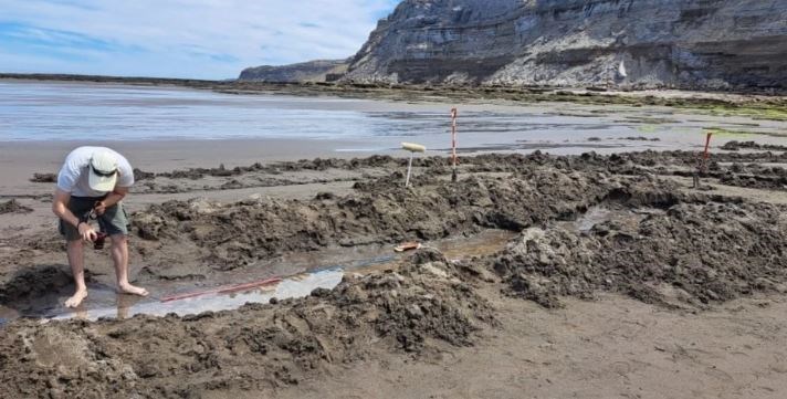 Descuben huellas de un ave prehistórica en las costas de Río Negro 1 rio negro
