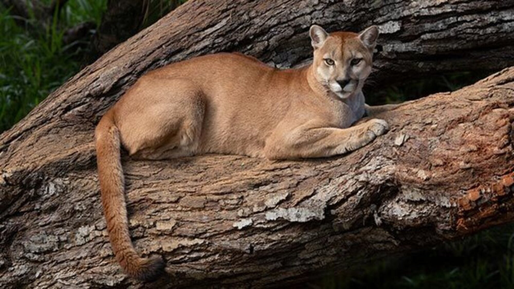 Preocupa la aparicion de un puma en Arroyo Leyes Telefe Santa Fe