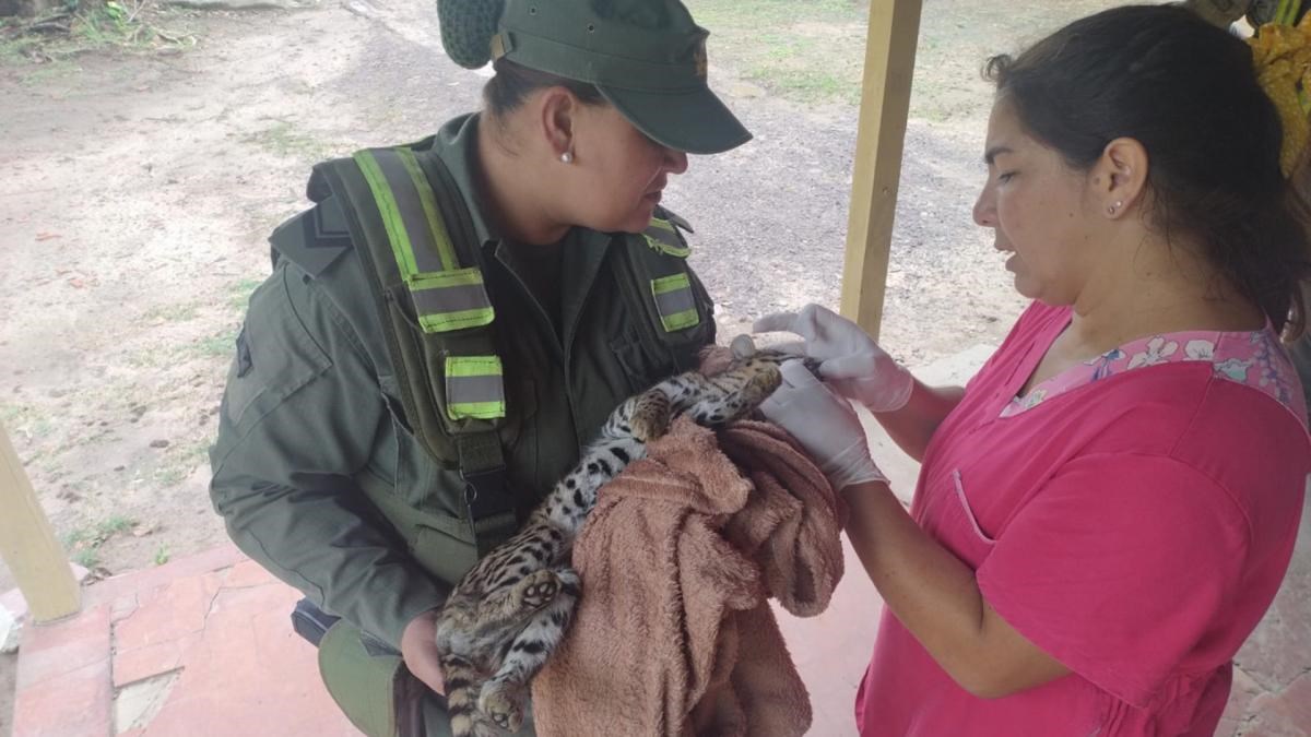 Gendarmería rescató un gato onza tras hallarlo golpeado en Formosa 1 gato2
