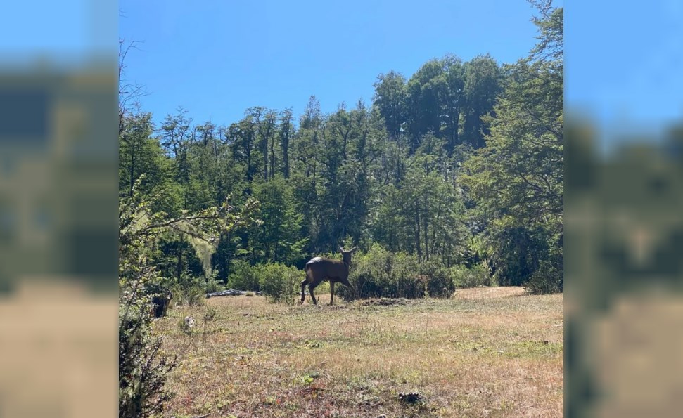 huemul1