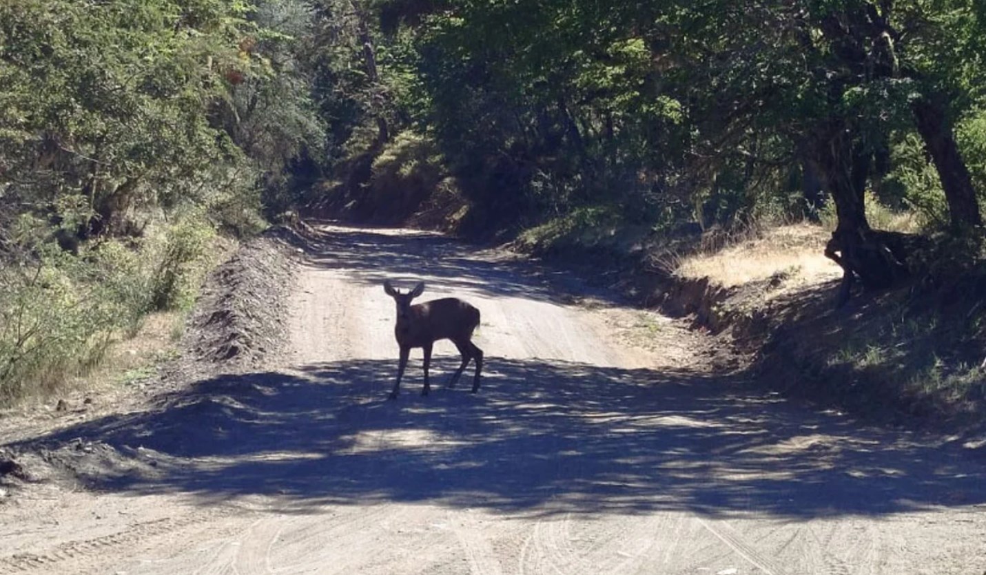 huemul2