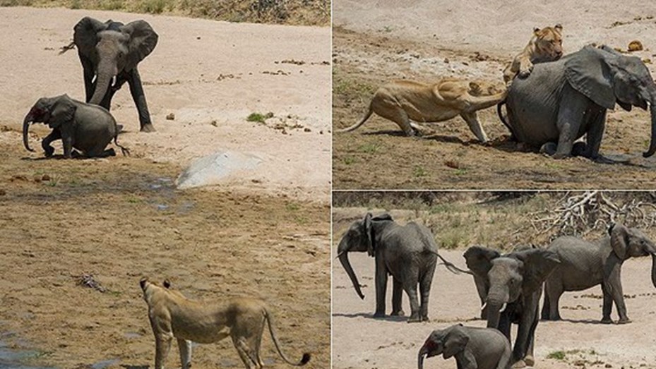 Brutal ataque de dos leones a un elefante bebé - Telefe Noticias
