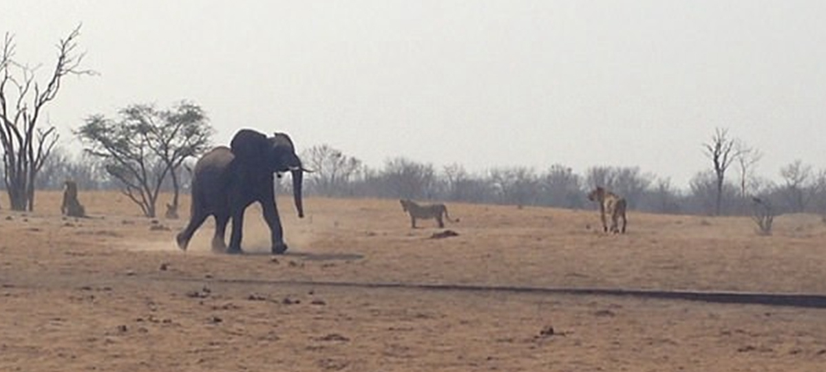 El Emotivo Rescate De Un Elefante Bebé Atrapado Entre Leones - Telefe ...