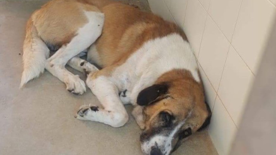 La Triste Historia De Un Perro Abandonado Que Conmueve A Todos En Las Redes Telefe Noticias